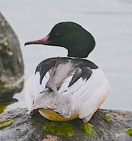 Smergo maggiore  - Angelo Pasqua