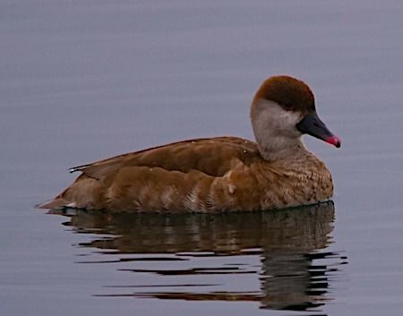 Fistione turco  - Angelo Pasqua