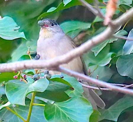 Capinera  - Angelo Pasqua