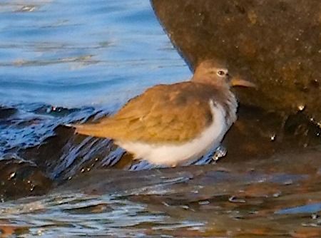 Piro-piro piccolo  - Angelo Pasqua