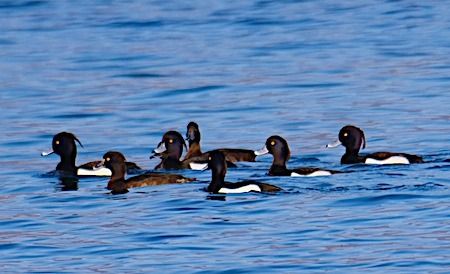 Moretta  - Angelo Pasqua