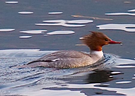 Smergo maggiore  - Angelo Pasqua