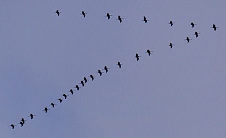 Kranich  - Angelo Pasqua