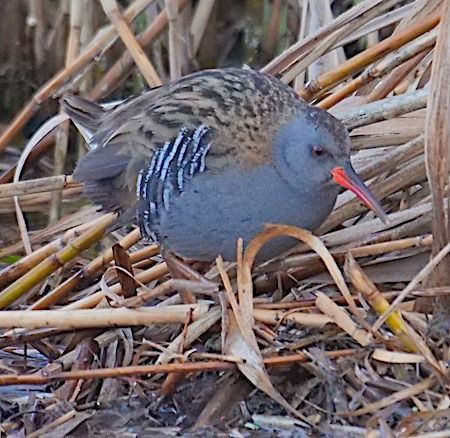 Porciglione  - Angelo Pasqua