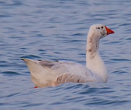 Oca domestica  - Angelo Pasqua