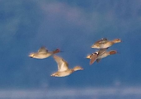 Alzavola  - Angelo Pasqua