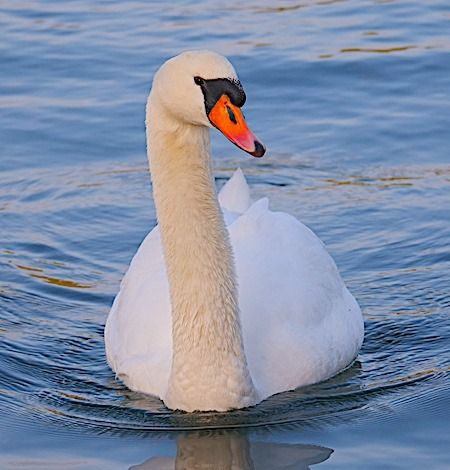 Cigno reale  - Angelo Pasqua