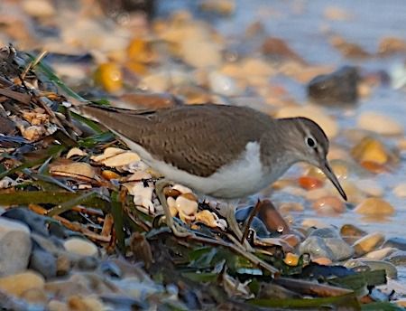 Piro-piro piccolo  - Angelo Pasqua