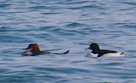 Smergo maggiore  - Angelo Pasqua