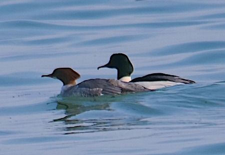 Smergo maggiore  - Angelo Pasqua