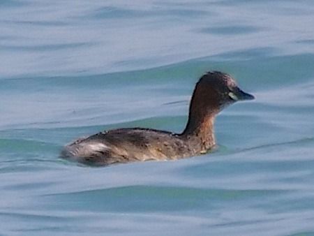 Tuffetto  - Angelo Pasqua