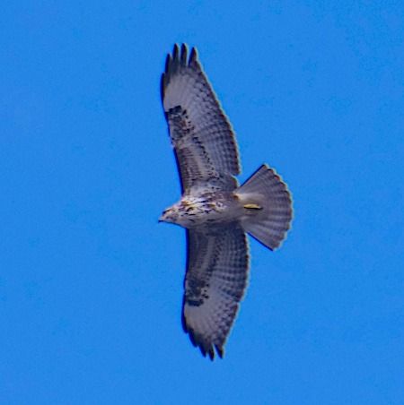 Poiana  - Angelo Pasqua