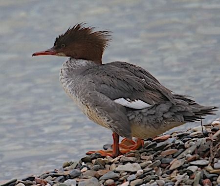 Smergo maggiore  - Angelo Pasqua