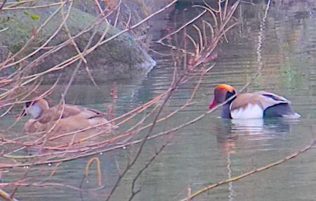 Fistione turco  - Angelo Pasqua