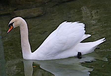 Cigno reale  - Angelo Pasqua