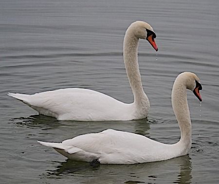 Cigno reale  - Angelo Pasqua