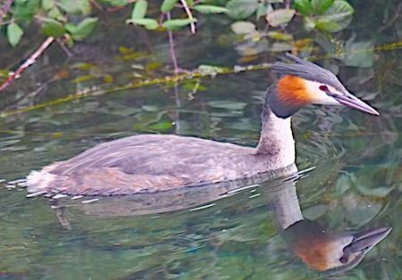 Svasso maggiore  - Angelo Pasqua