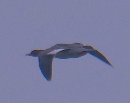 Smergo maggiore  - Angelo Pasqua