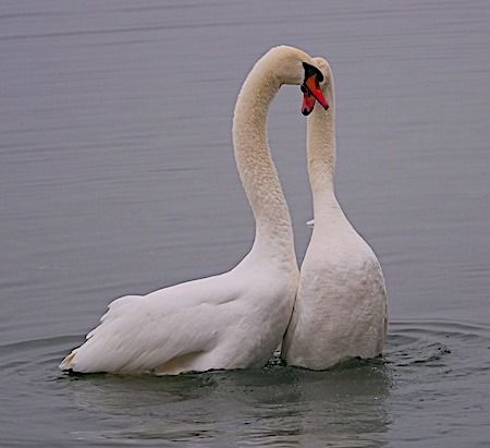 Cigno reale  - Angelo Pasqua