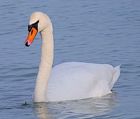 Cigno reale  - Angelo Pasqua