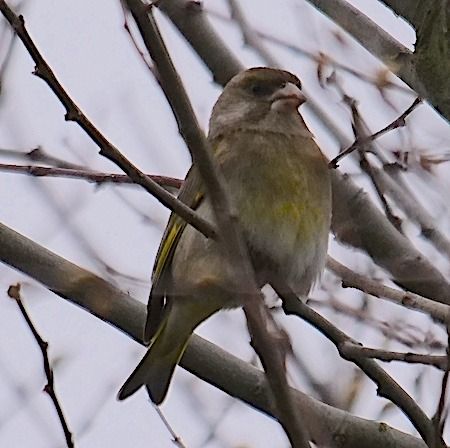 Verdone  - Angelo Pasqua