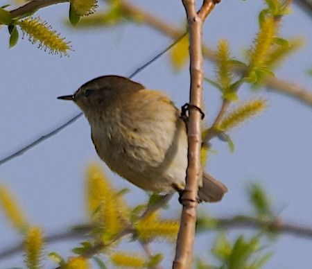 Luì piccolo  - Angelo Pasqua