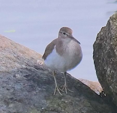 Piro-piro piccolo  - Angelo Pasqua