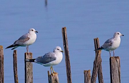 Gavina  - Angelo Pasqua