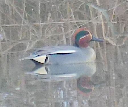 Alzavola  - Angelo Pasqua