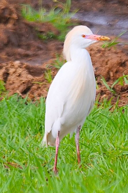 Kuhreiher  - Angelo Pasqua