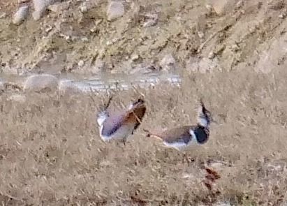 Pavoncella  - Angelo Pasqua