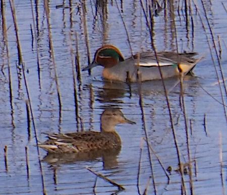 Alzavola  - Angelo Pasqua