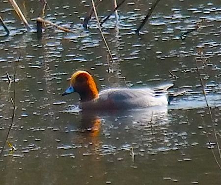 Fischione  - Angelo Pasqua