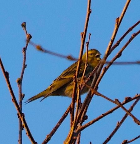 Verzellino  - Angelo Pasqua
