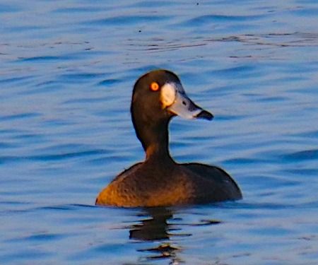 Moretta  - Angelo Pasqua