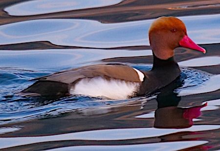 Fistione turco  - Angelo Pasqua