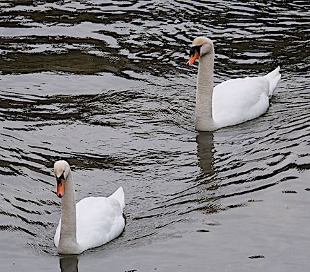 Cigno reale  - Angelo Pasqua
