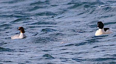 Smergo maggiore  - Angelo Pasqua