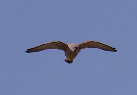 Gheppio  - Angelo Pasqua