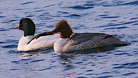 Smergo maggiore  - Angelo Pasqua