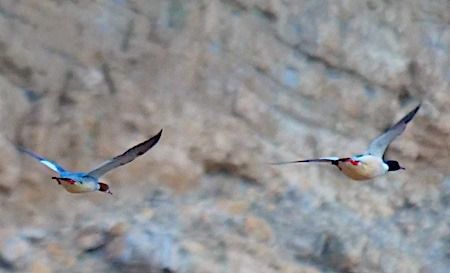 Smergo maggiore  - Angelo Pasqua