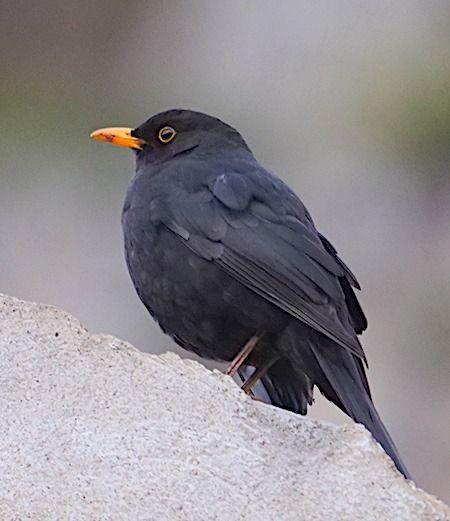 Merlo  - Angelo Pasqua