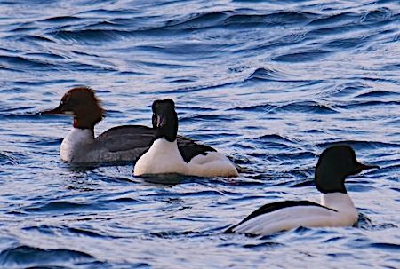 Smergo maggiore  - Angelo Pasqua