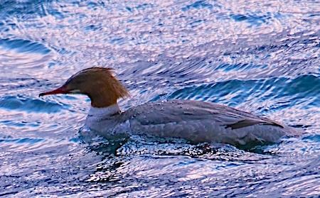 Smergo maggiore  - Angelo Pasqua