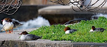 Smergo maggiore  - Angelo Pasqua