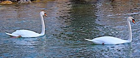 Cigno reale  - Angelo Pasqua