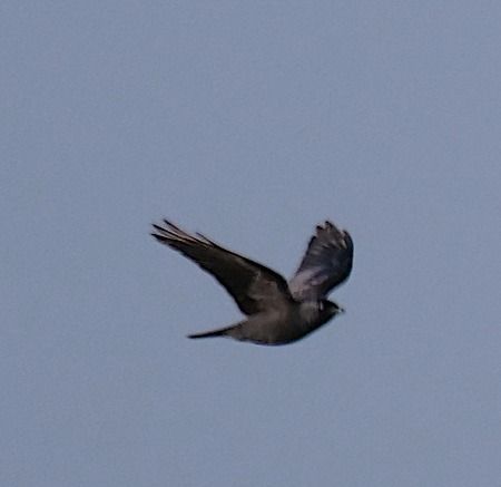 Taccola  - Angelo Pasqua