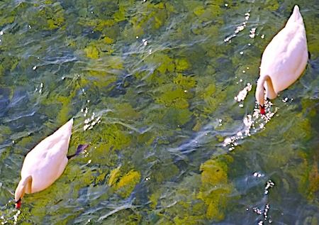 Cigno reale  - Angelo Pasqua