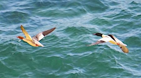 Smergo maggiore  - Angelo Pasqua