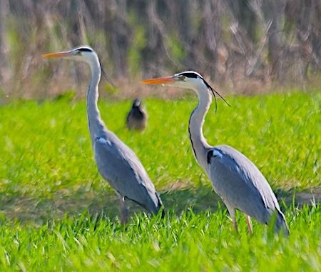 Airone cenerino  - Angelo Pasqua